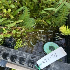 メダカ、水草、ラムズホーン、NVボックスセットの画像