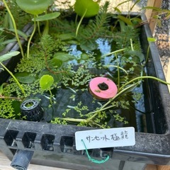メダカ、水草、ラムズホーン、NVボックスセットの画像