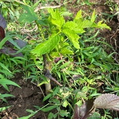 タラの木の苗の画像
