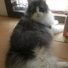ノルウェージャンフォレストキャット　8歳