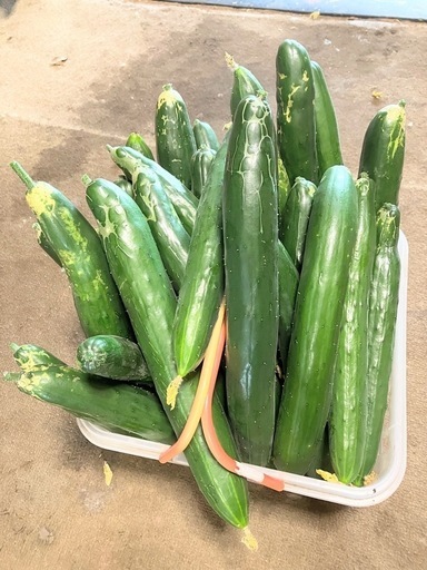 ドデカきゅうり！