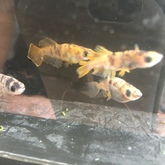 めだか菊虎メダカの画像