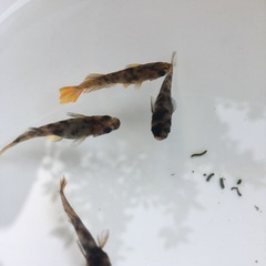 めだか菊虎メダカの画像