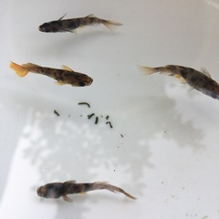 めだか菊虎メダカの画像