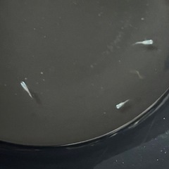 幹之みゆきメダカ鉄仮面フルボディ幼魚5匹の画像