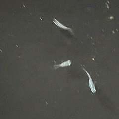 幹之みゆきメダカ鉄仮面フルボディ幼魚5匹の画像