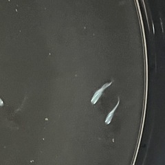 幹之みゆきメダカ鉄仮面フルボディ幼魚5匹の画像