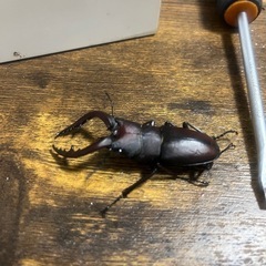 クワガタ各種の画像