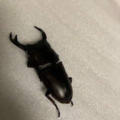 国産オオクワガタ　ホワイトアイ　成虫ペア①の画像