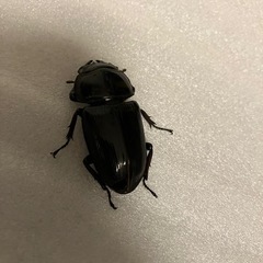 国産オオクワガタ　ホワイトアイ　成虫ペア①の画像