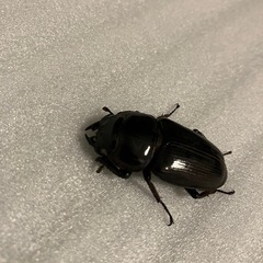 国産オオクワガタ　ホワイトアイ　成虫ペア①の画像