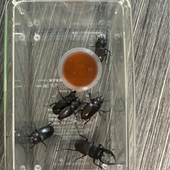 クワガタ　虫　オス　の画像