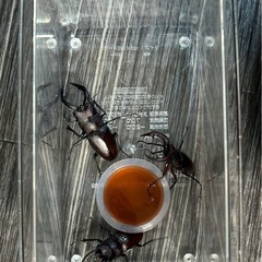 クワガタ　虫　オス　