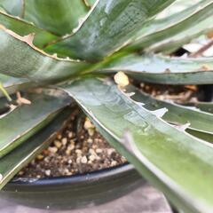 アガベ　キシロナカンサ　大株の画像