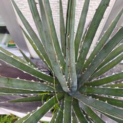 アガベ　キシロナカンサ　大株の画像