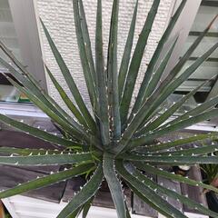 アガベ　キシロナカンサ　大株の画像