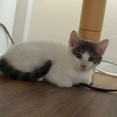 2ヶ月ぐらいの子猫です。