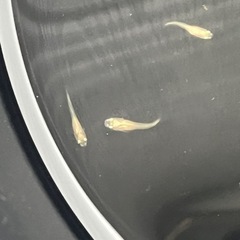 楊貴妃メダカ　稚魚5匹の画像
