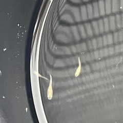楊貴妃メダカ　稚魚5匹の画像