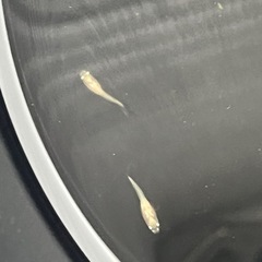 楊貴妃メダカ　稚魚5匹の画像