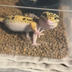 爬虫類飼育用品 探してます