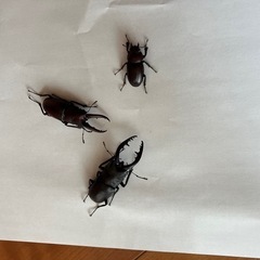 ノコギリクワガタペアの画像