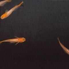 🌈篤姫メダカ有精卵３５粒(保証含む)🌈の画像