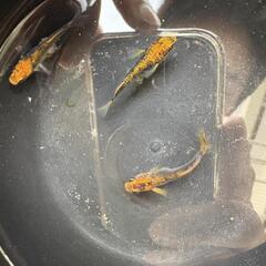 　メダカ　飛燕　トリオ2000円の画像