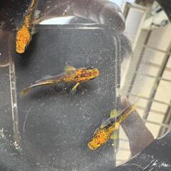 　メダカ　飛燕　トリオ2000円の画像