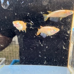 メダカ　ミラージュ　2ペアの画像