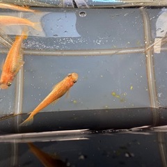 メダカ　ミラージュ　2ペアの画像