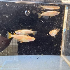 メダカ　ミラージュ　2ペアの画像