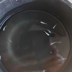 メダカ　【ゴブリン幼魚】　10匹      1500円の画像