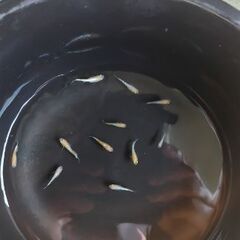 メダカ　【豆紅（ビーンズレッド）エボリューション】　雄2匹  雌3匹の画像