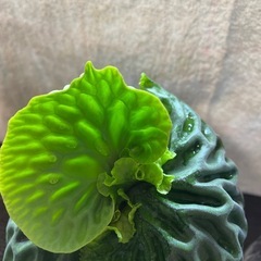 マダガスカリエンセの画像