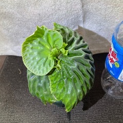 マダガスカリエンセの画像