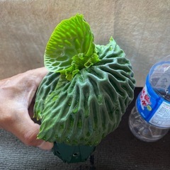 マダガスカリエンセの画像
