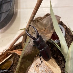 ノコギリクワガタの画像