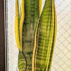 サンスベリアの画像