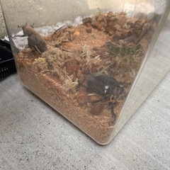 カブトムシ雄1匹・虫かご付きの画像