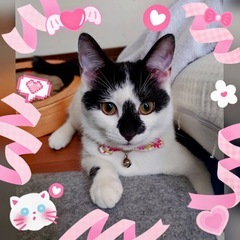 花🌸お鼻の模様がチャームポイントのまつ子ちゃん♀8ヶ月