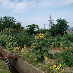 家庭菜園してる方話ましょう！