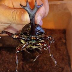 カブトムシ　オスの画像