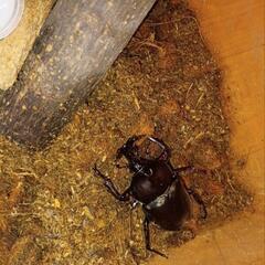 カブトムシ　オスの画像