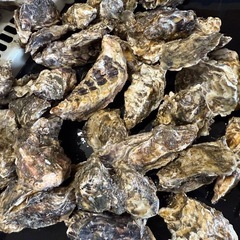 マメ牡蠣2kgの画像