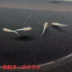 【改良メダカ】🐠令和オーロララメ🐠稚魚10匹🐠現物投稿🐠の画像