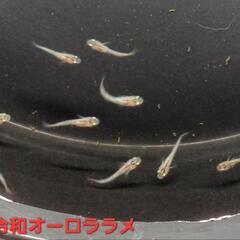 【改良メダカ】🐠令和オーロララメ🐠稚魚10匹🐠現物投稿🐠の画像