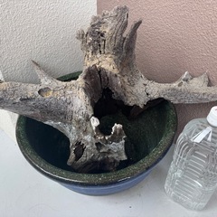 🔴流木【水槽】