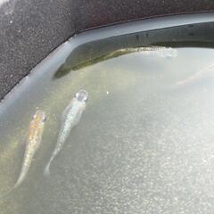 ラメ王メダカ　no2の画像