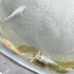 ラメ王メダカ　no2の画像